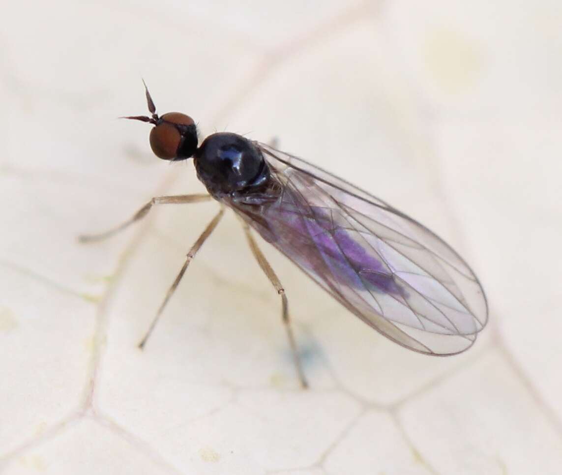 Image of <i>Trichinomyia flavipes</i>