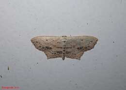 Image of Frosted Tan Wave Moth