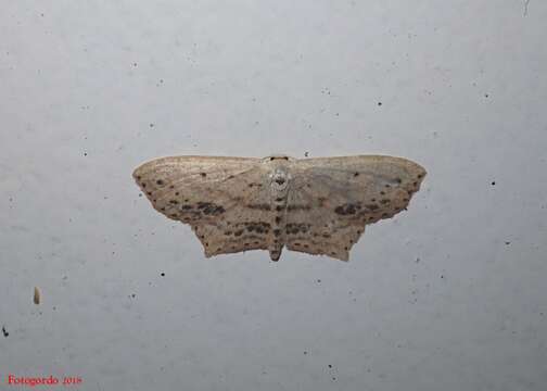 Image of Frosted Tan Wave Moth