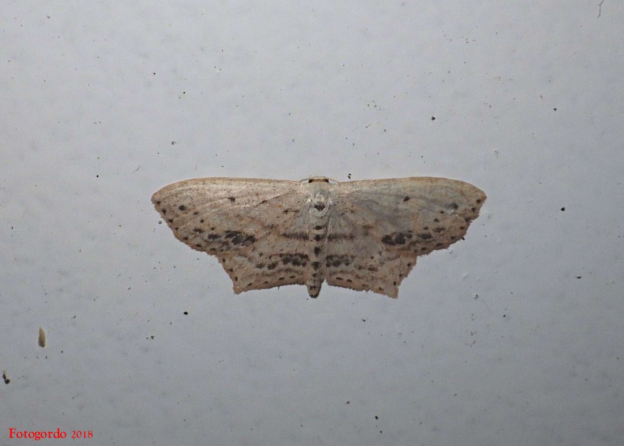 Image of Frosted Tan Wave Moth