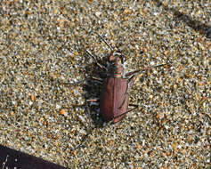 Image of Cicindela (Calomera) concolor Dejean 1822