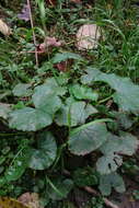 Слика од Caltha palustris var. membranacea Turcz.