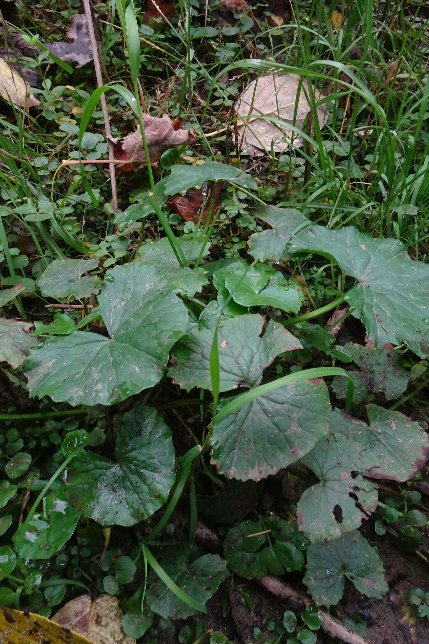 Image de Caltha palustris var. membranacea Turcz.