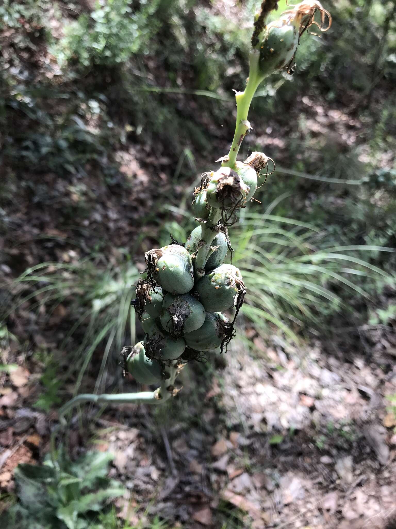 Image de Agave guttata Jacobi & C. D. Bouché