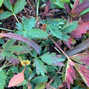 Image of Mountain-Meadow Cinquefoil