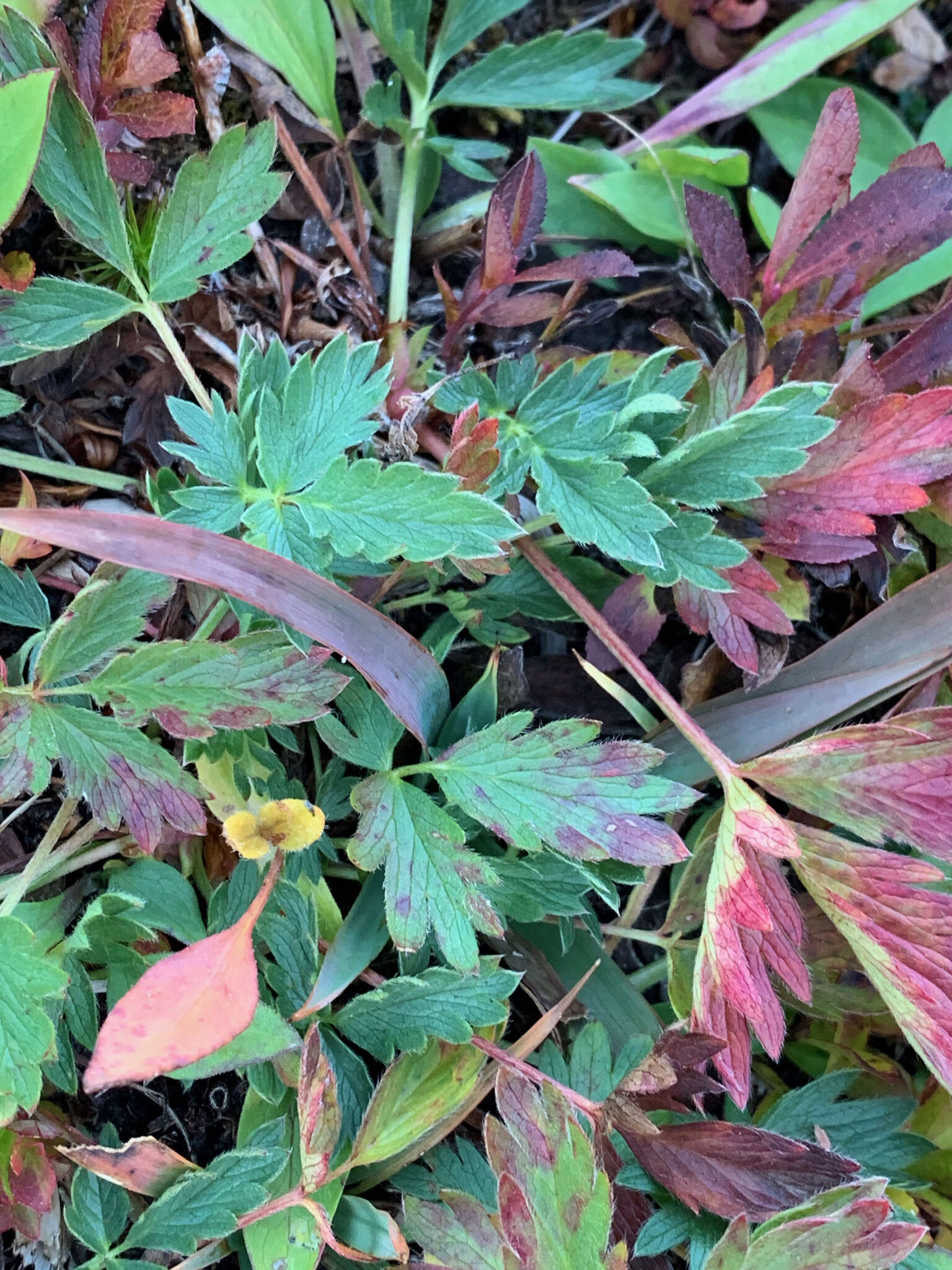 Image of Mountain-Meadow Cinquefoil