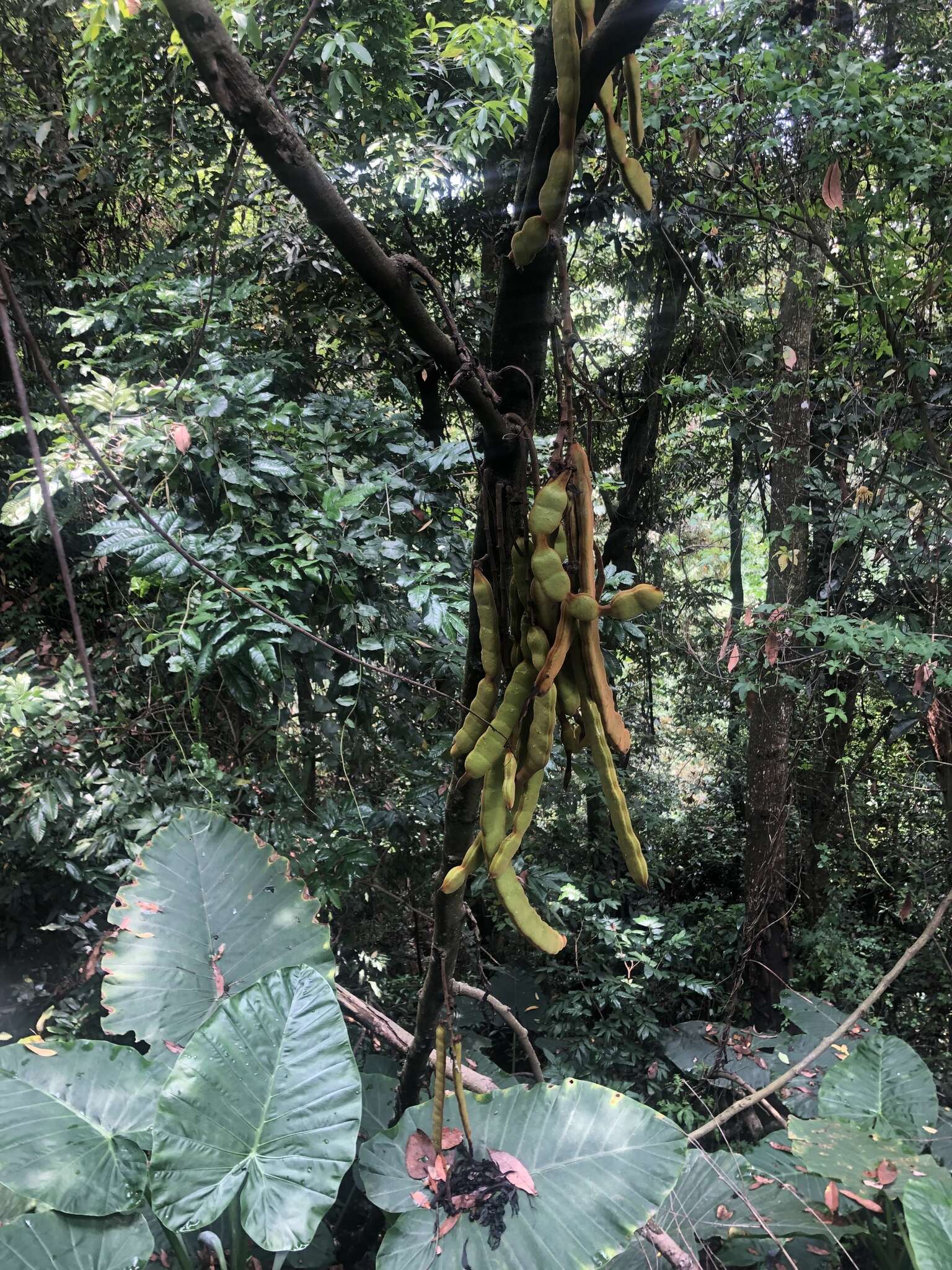 Imagem de Mucuna macrocarpa Wall.