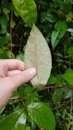 Mandevilla rugellosa (Rich.) L. Allorge-Boiteau resmi