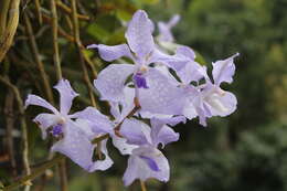 Image of blue orchid