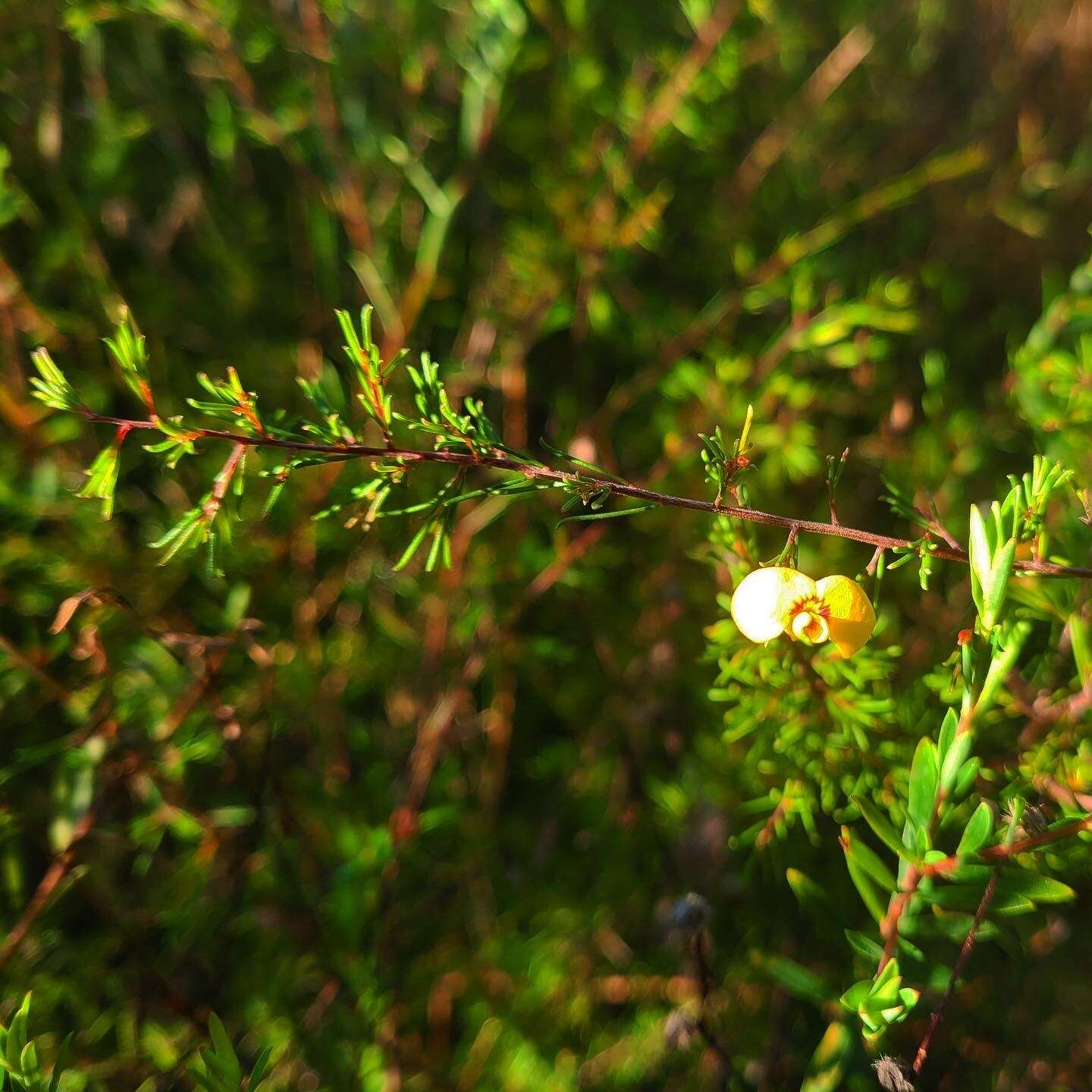 Image of Dillwynia tenuifolia DC.