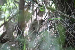 Image de Bulbul de brousse