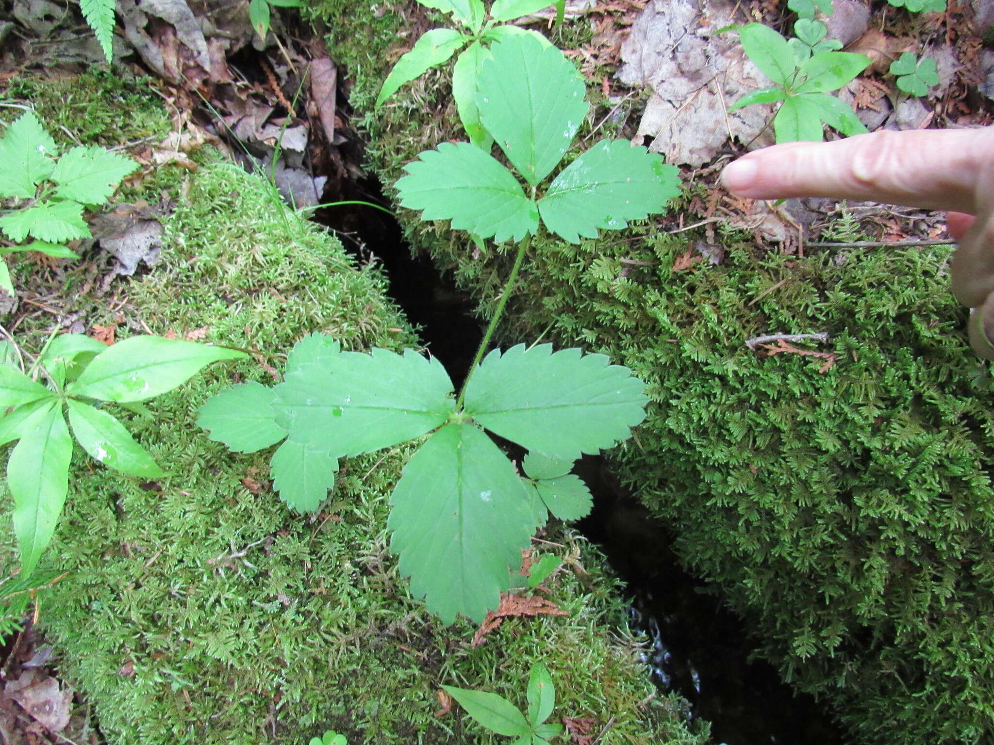 Слика од Fragaria virginiana subsp. virginiana