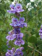 Image of Upright Blue Beardtongue