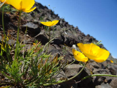 Image of tufted poppy