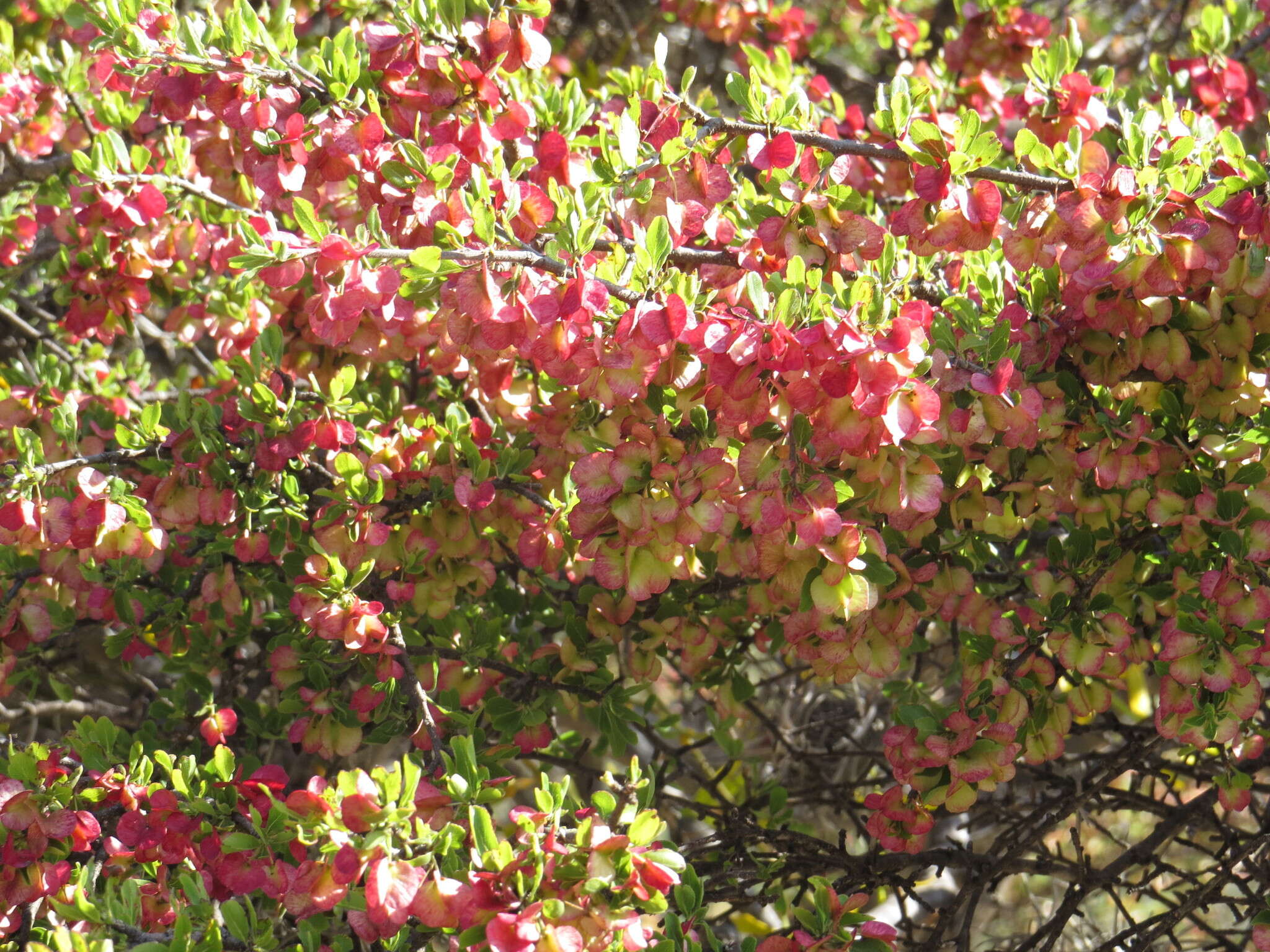 Sivun Wimmeria microphylla L. Radlkofer kuva