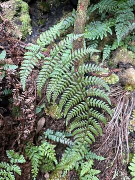 Image de Dryopteris crinalis (Hook. & Arn.) C. Chr.