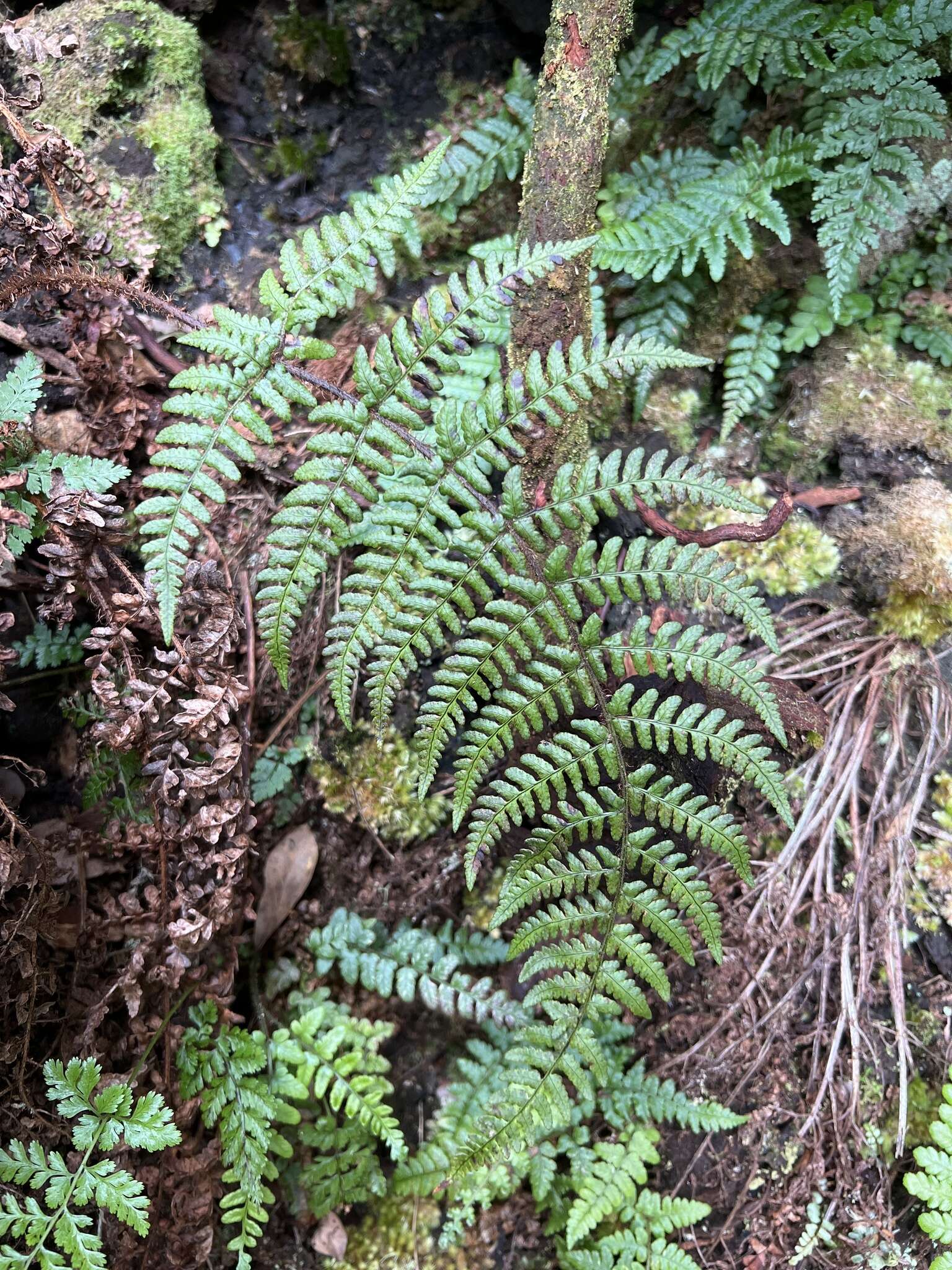 Plancia ëd Dryopteris crinalis (Hook. & Arn.) C. Chr.