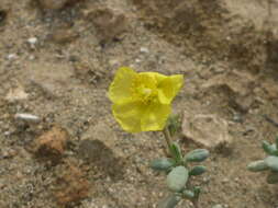 Imagem de Helianthemum obtusifolium Dunal