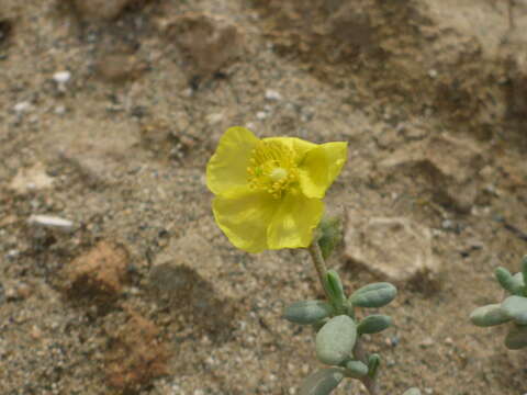 Imagem de Helianthemum obtusifolium Dunal