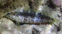 Image of Dusky Blenny