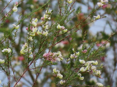 Image of Aspalathus uniflora L.