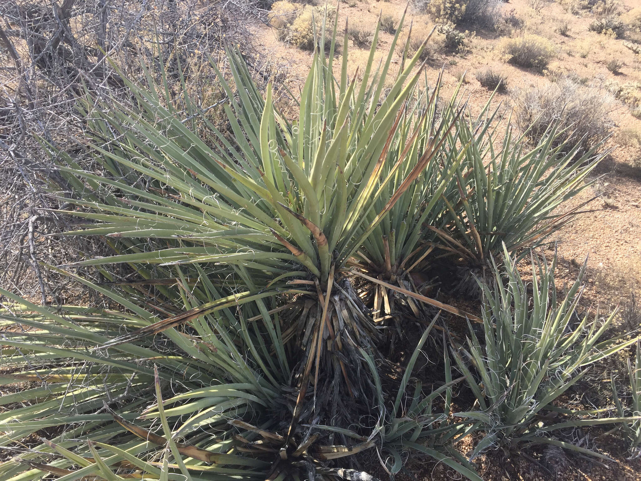 Yucca baccata Torr. resmi