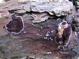 Image de Polypore violet