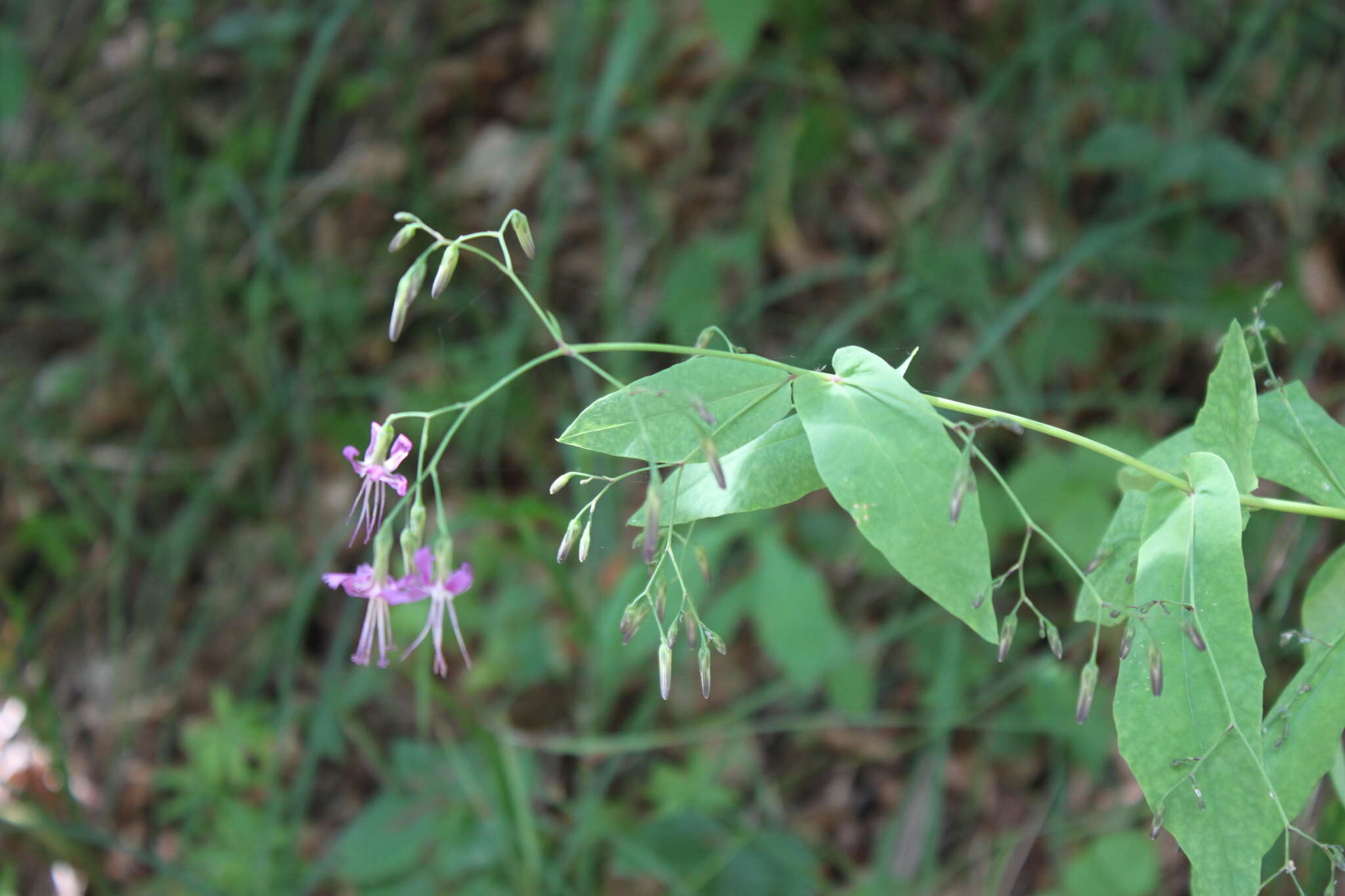 Image de Prenanthes