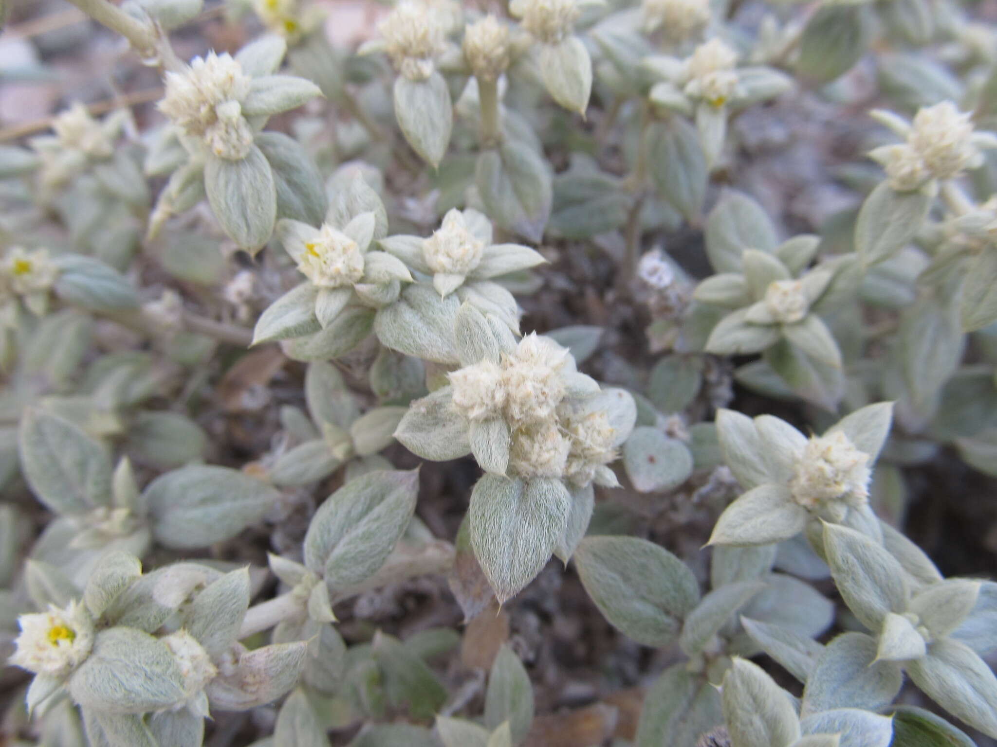 Image of Gomphrena mendocina (R. Phil.) R. E. Fries