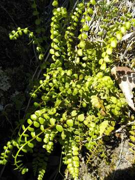 Plancia ëd Asplenium adulterinum Milde