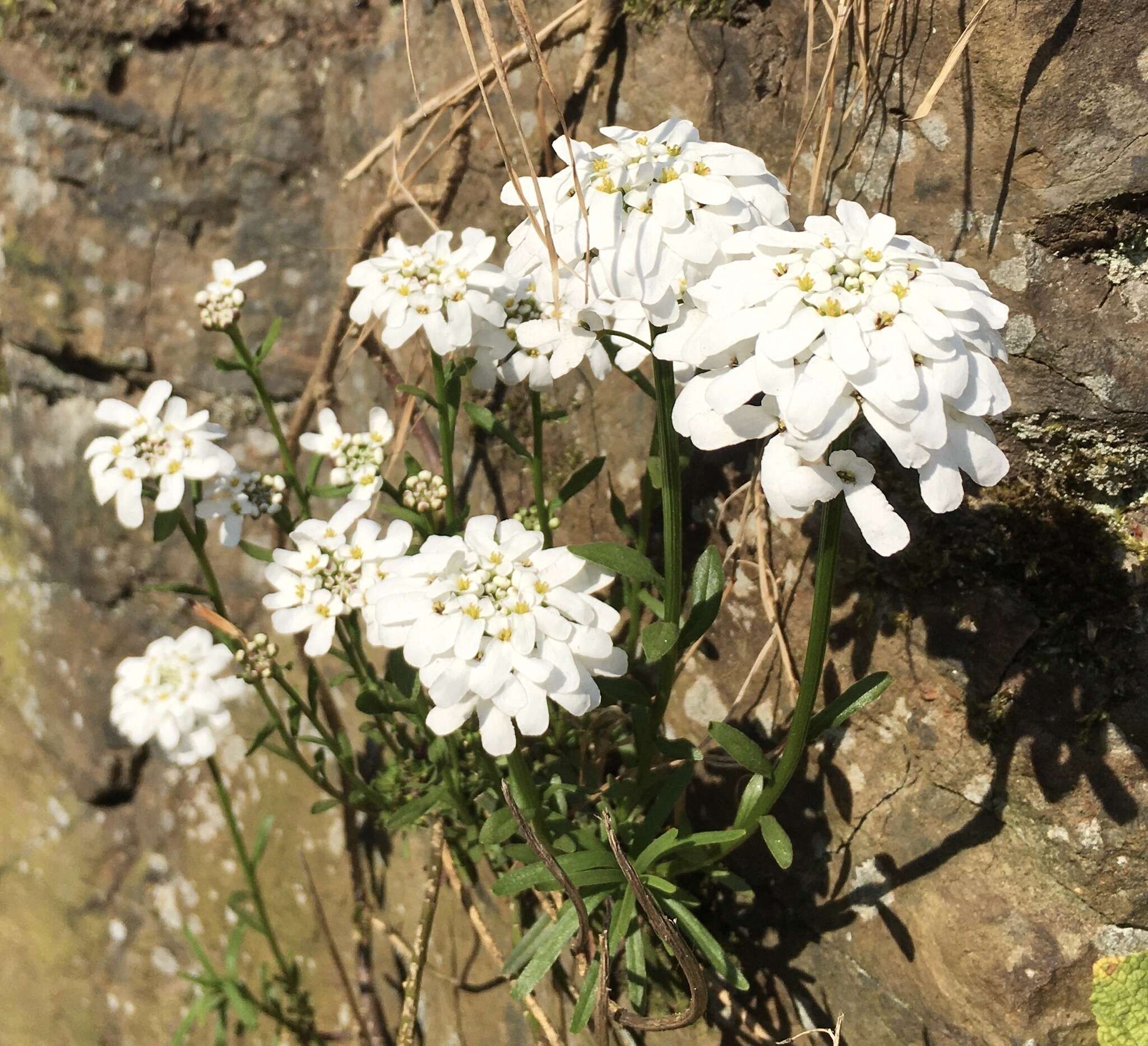 Image of evergreen candytuft