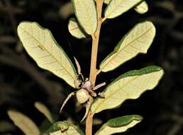 Image of Tropical Orb Weaver