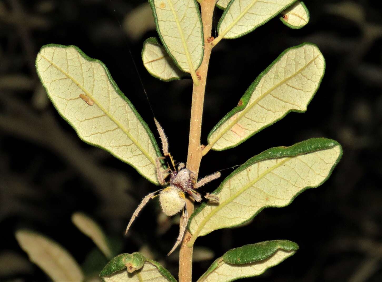 Image of Tropical Orb Weaver