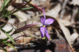 Image of Lithotoma axillaris (Lindl.) E. B. Knox