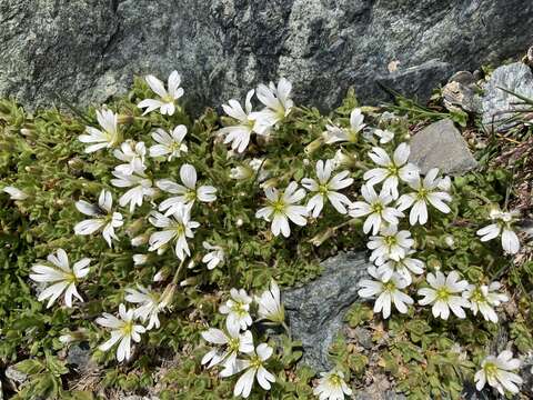 صورة Cerastium uniflorum Clairv.