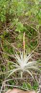 Image of Tillandsia espinosae L. B. Sm.