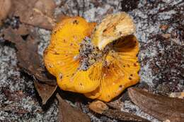 صورة Cantharellus tenuithrix Buyck & V. Hofst. 2011