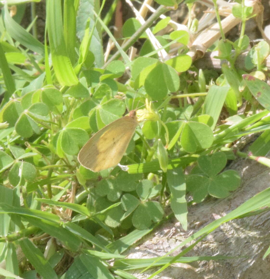 Image of Barred Yellow