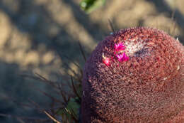 Image of Melocactus ernestii Vaupel