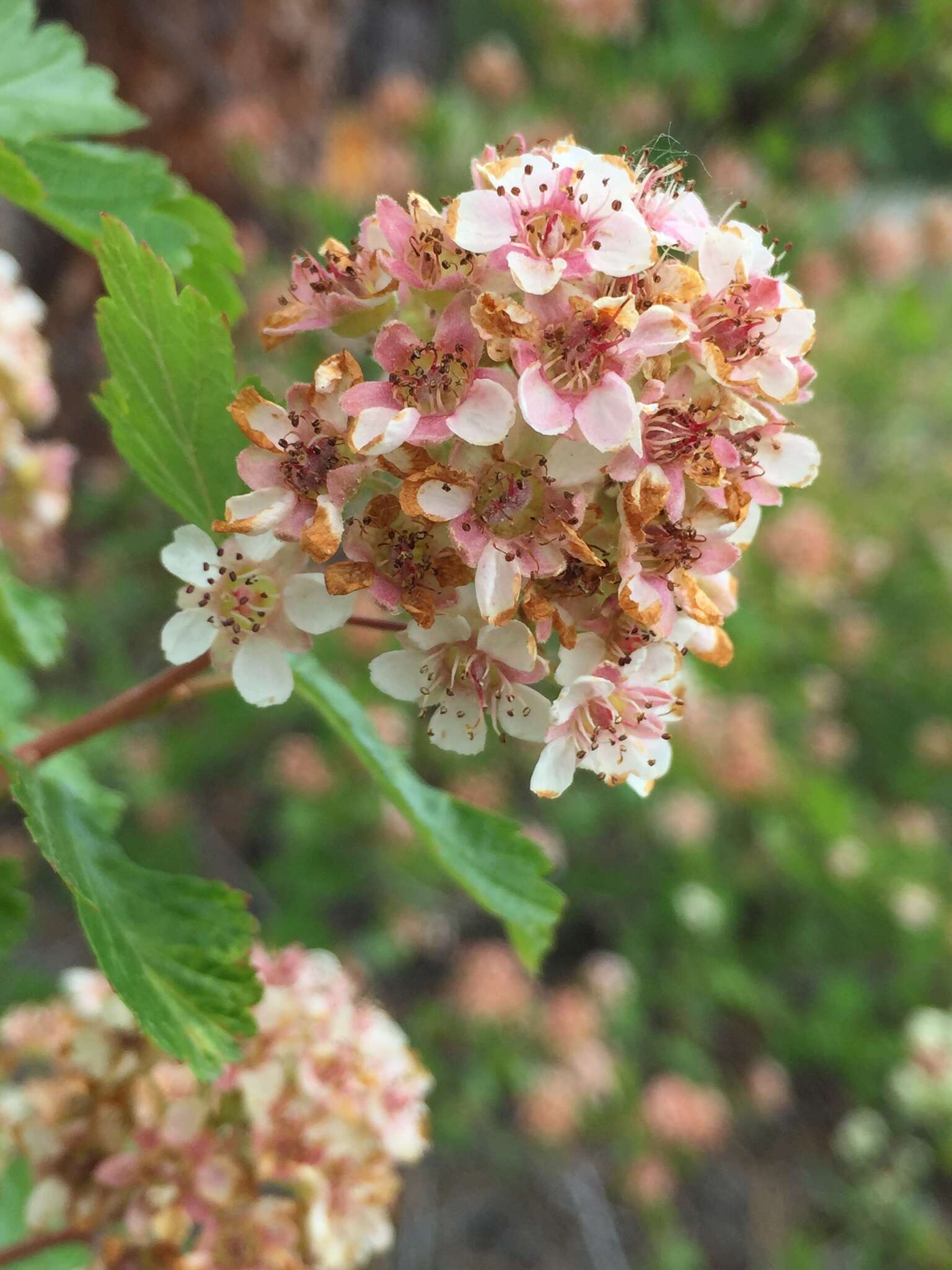 Слика од Physocarpus monogynus (Torr.) Kuntze