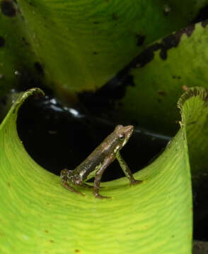 Dendrophryniscus brevipollicatus Jiménez de la Espada 1870 resmi