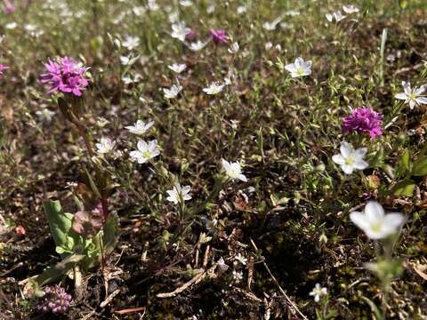 Image of slender stitchwort