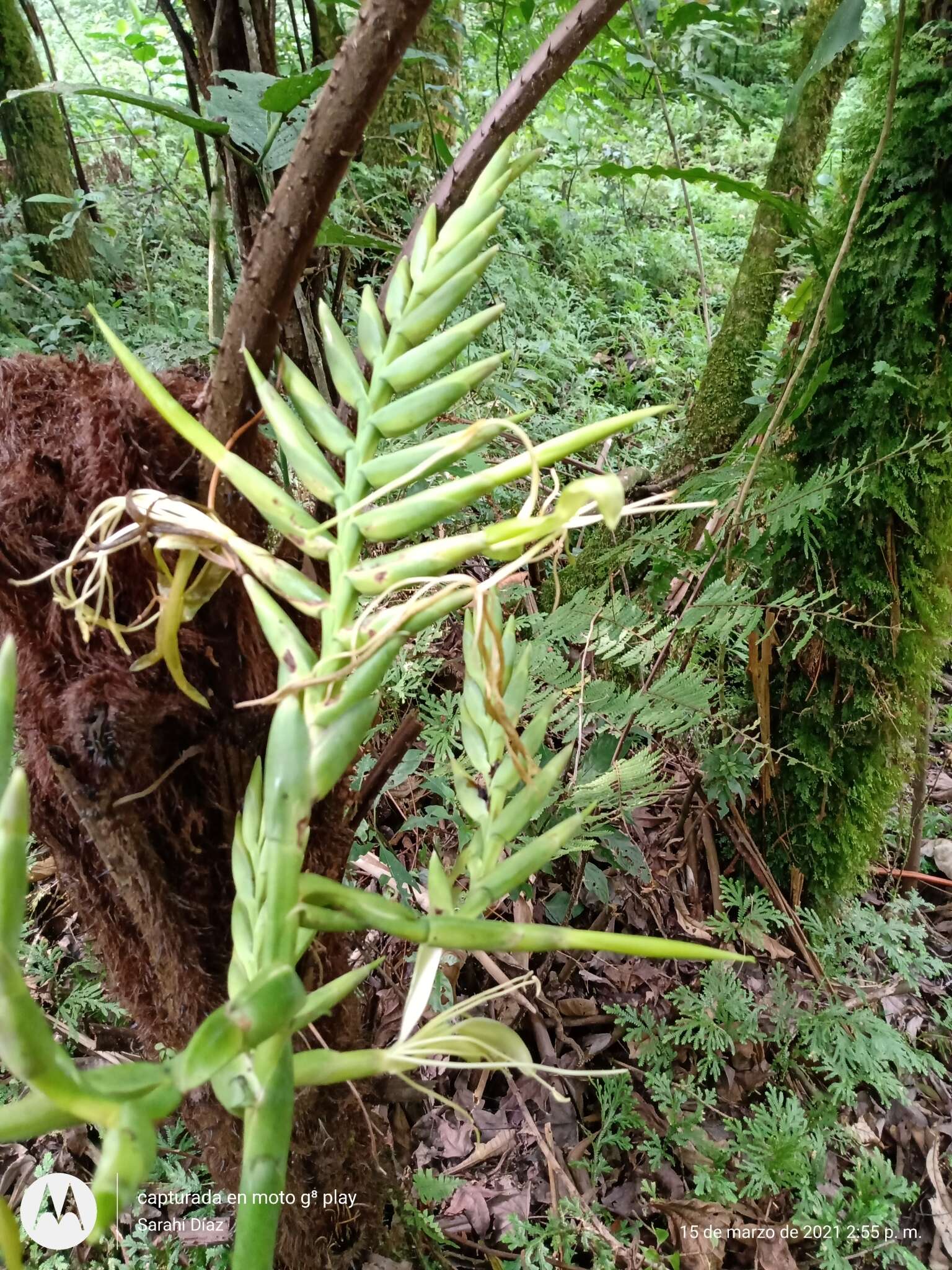 Image of Pseudalcantarea macropetala (Wawra) Pinzón & Barfuss