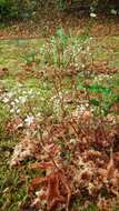 Image of White Stonecrop