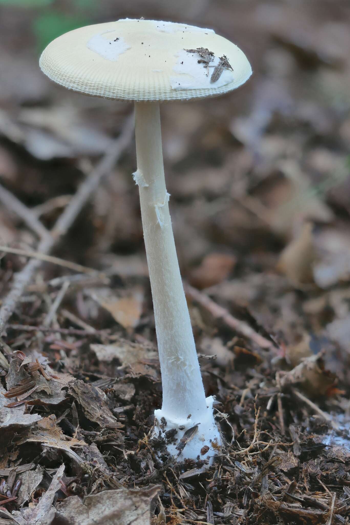 Image of Amanita russuloides (Peck) Sacc. 1887