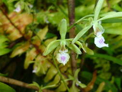 Image of Encyclia ceratistes (Lindl.) Schltr.