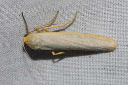 Image of scarce footman