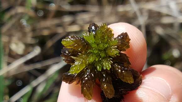 Sphagnum lescurii Sullivant ex A. Gray 1856的圖片