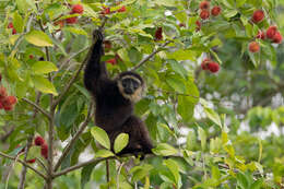 Image of Agile Gibbon