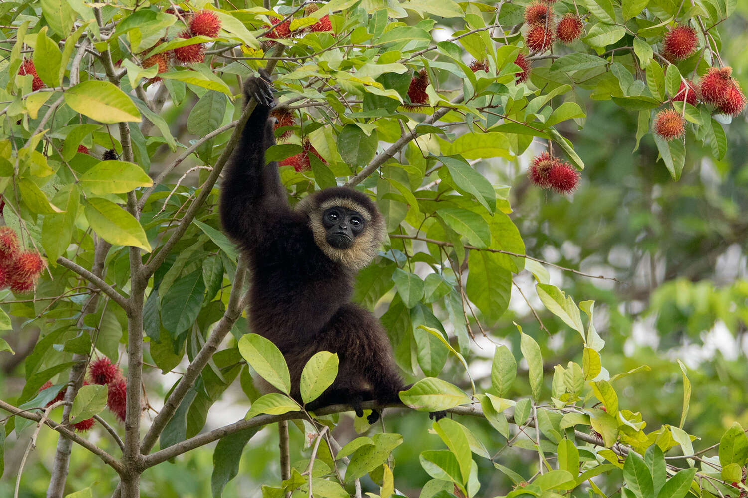 Image of Agile Gibbon